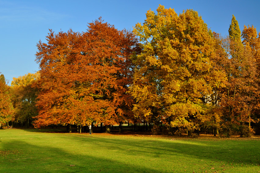 Autumn Colors 9