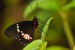 Exotičtí motýli - Fata Morgana 2