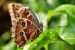 Exotičtí motýli - Fata Morgana 7