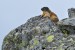Svist horsky - Marmota marmota